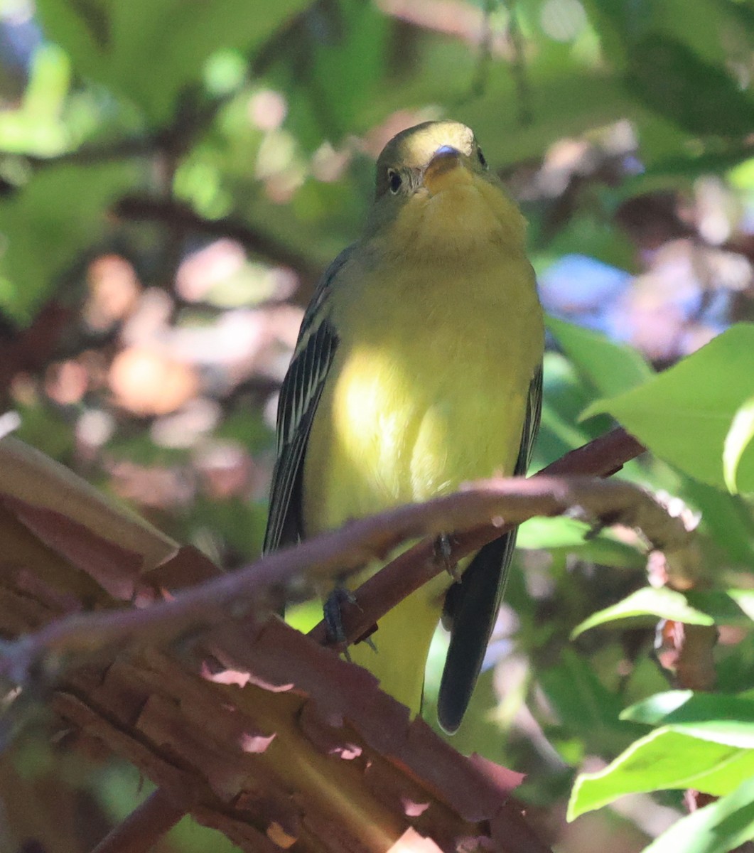 Western Tanager - ML645785737