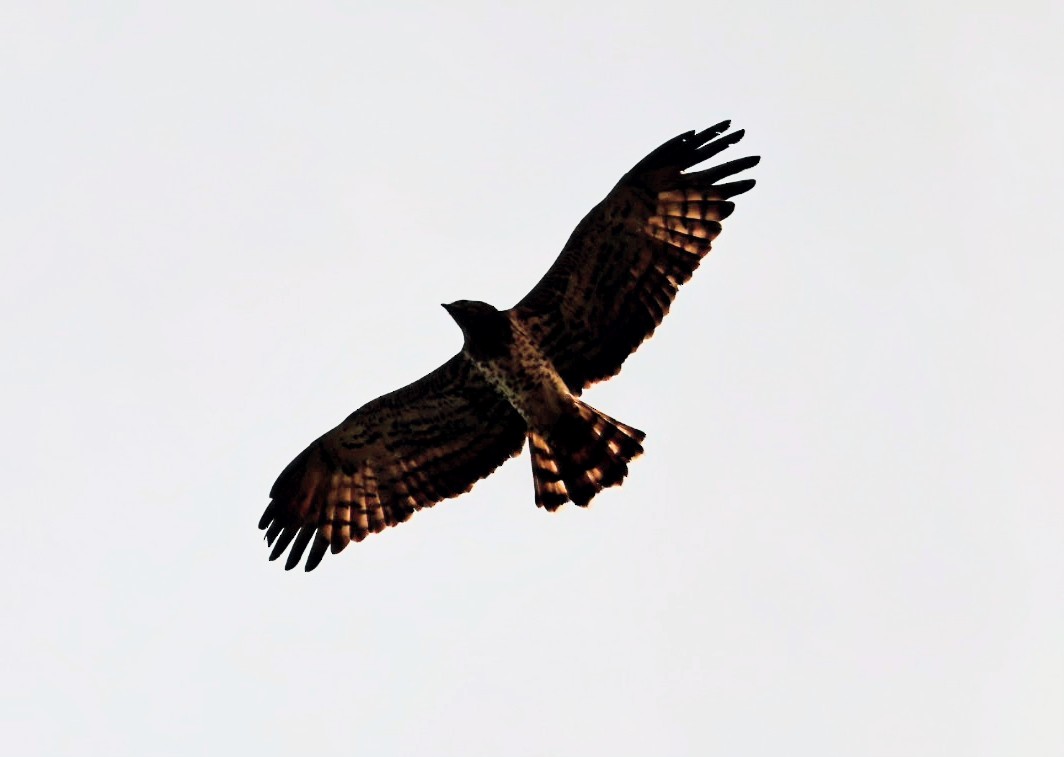 orlík krátkoprstý - ML645785743