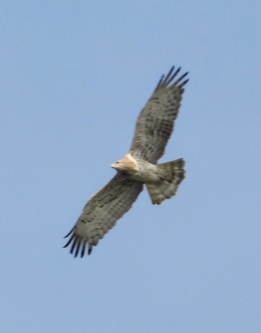 orlík krátkoprstý - ML645785744