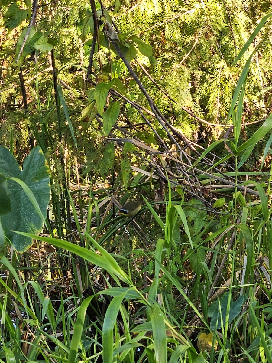 Common Yellowthroat - ML645785745