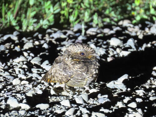 Common Poorwill - ML645785756