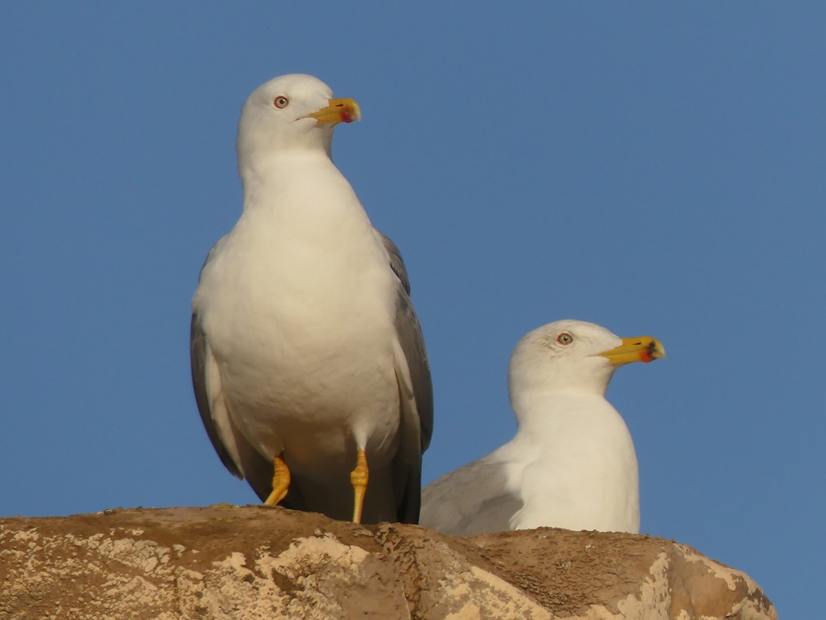 Yellow-legged Gull - ML645785758