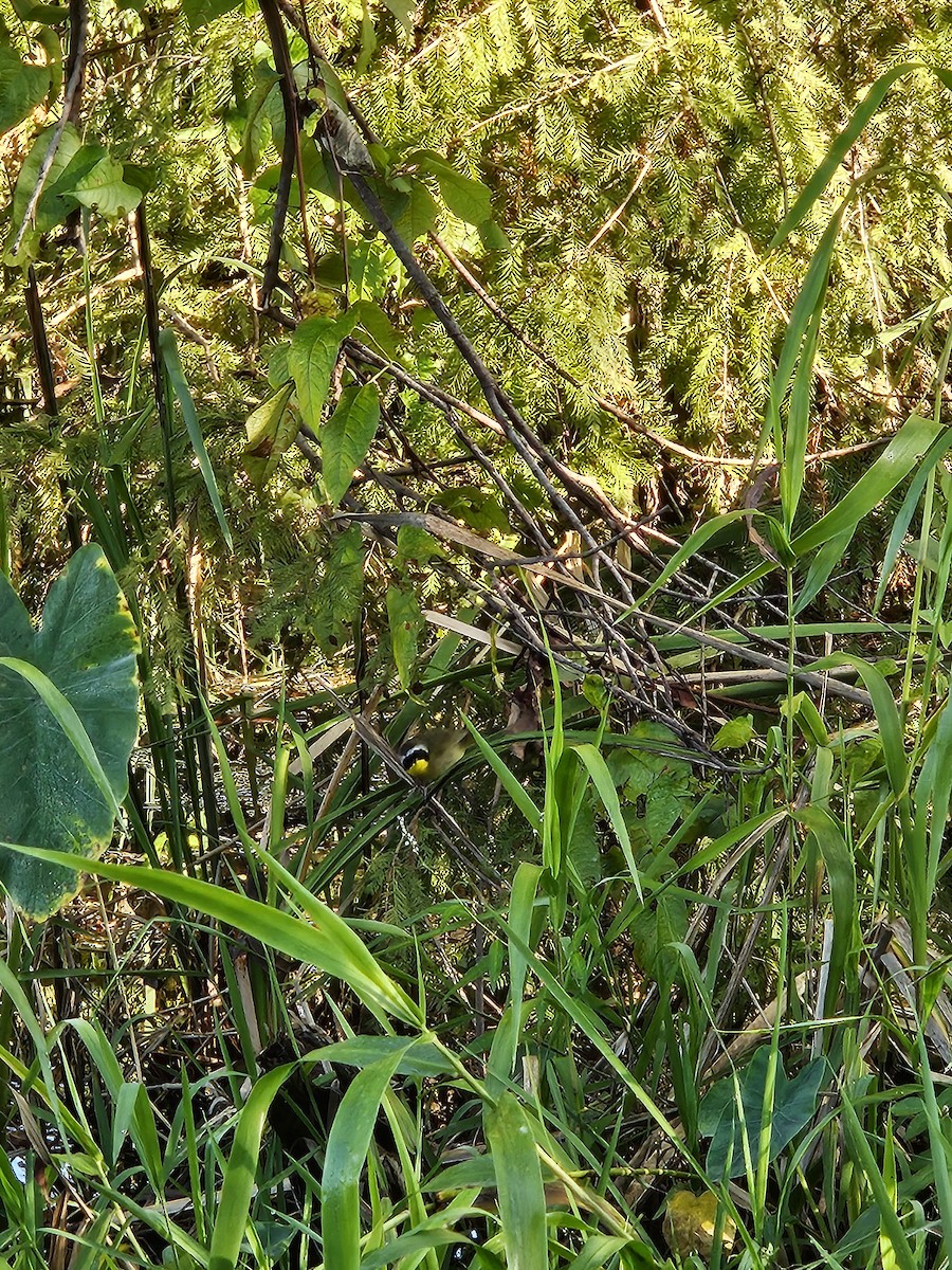 Common Yellowthroat - ML645785760