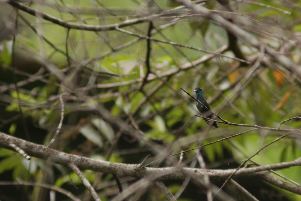 Glittering-throated Emerald - ML645785766