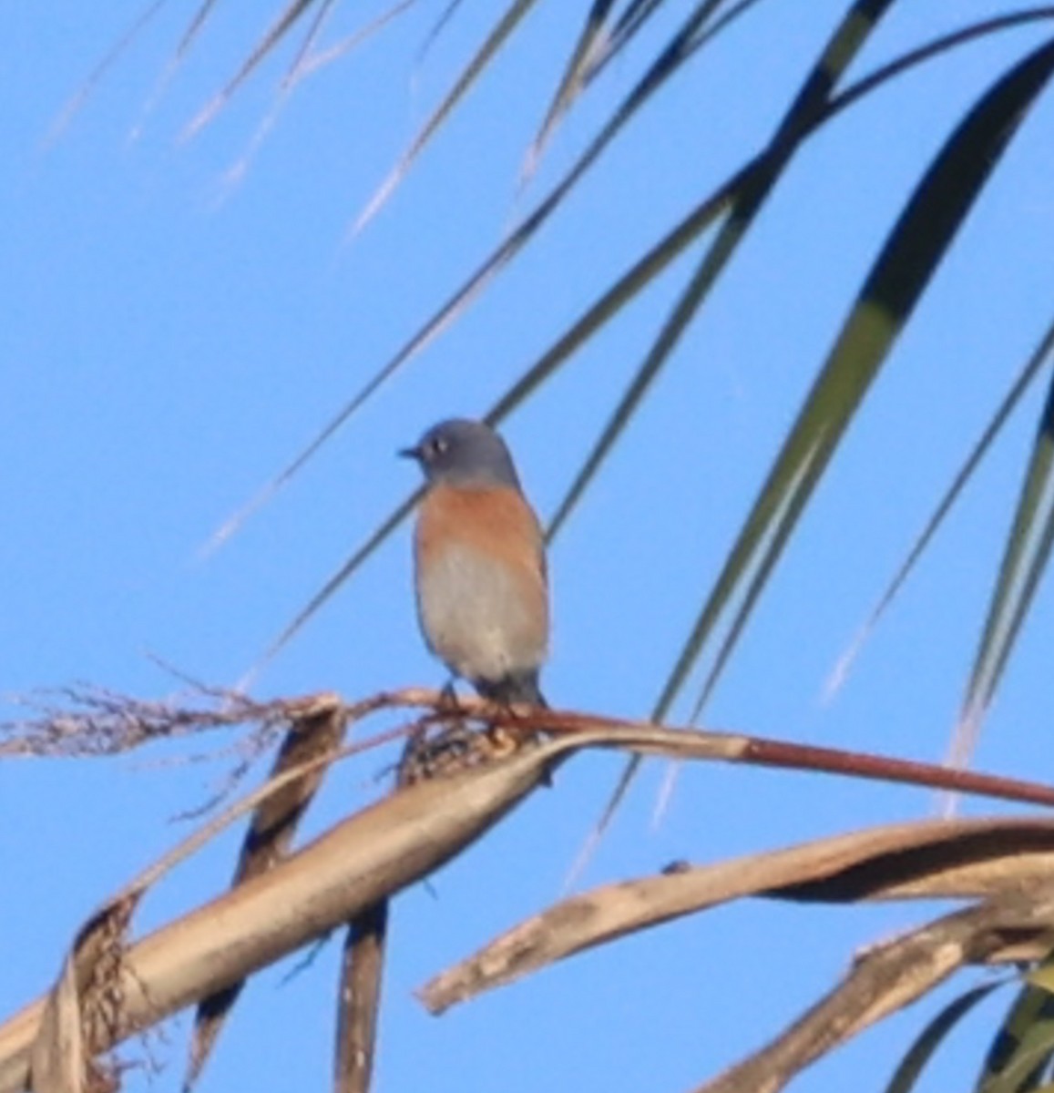 Western Bluebird - ML645785769