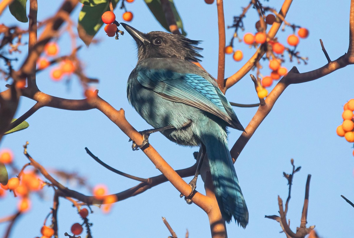 Steller's Jay - ML645785775