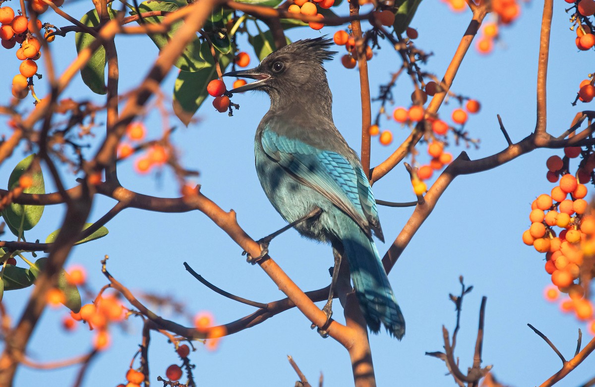 Steller's Jay - ML645785776