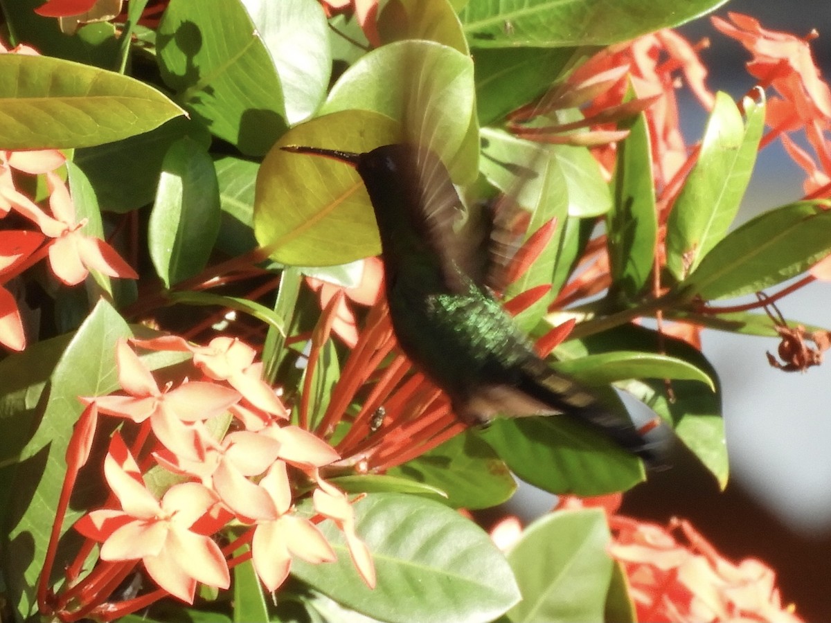 Cuban Emerald - ML645785782