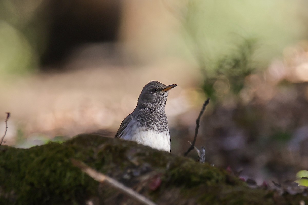 Black-throated Thrush - ML645785800