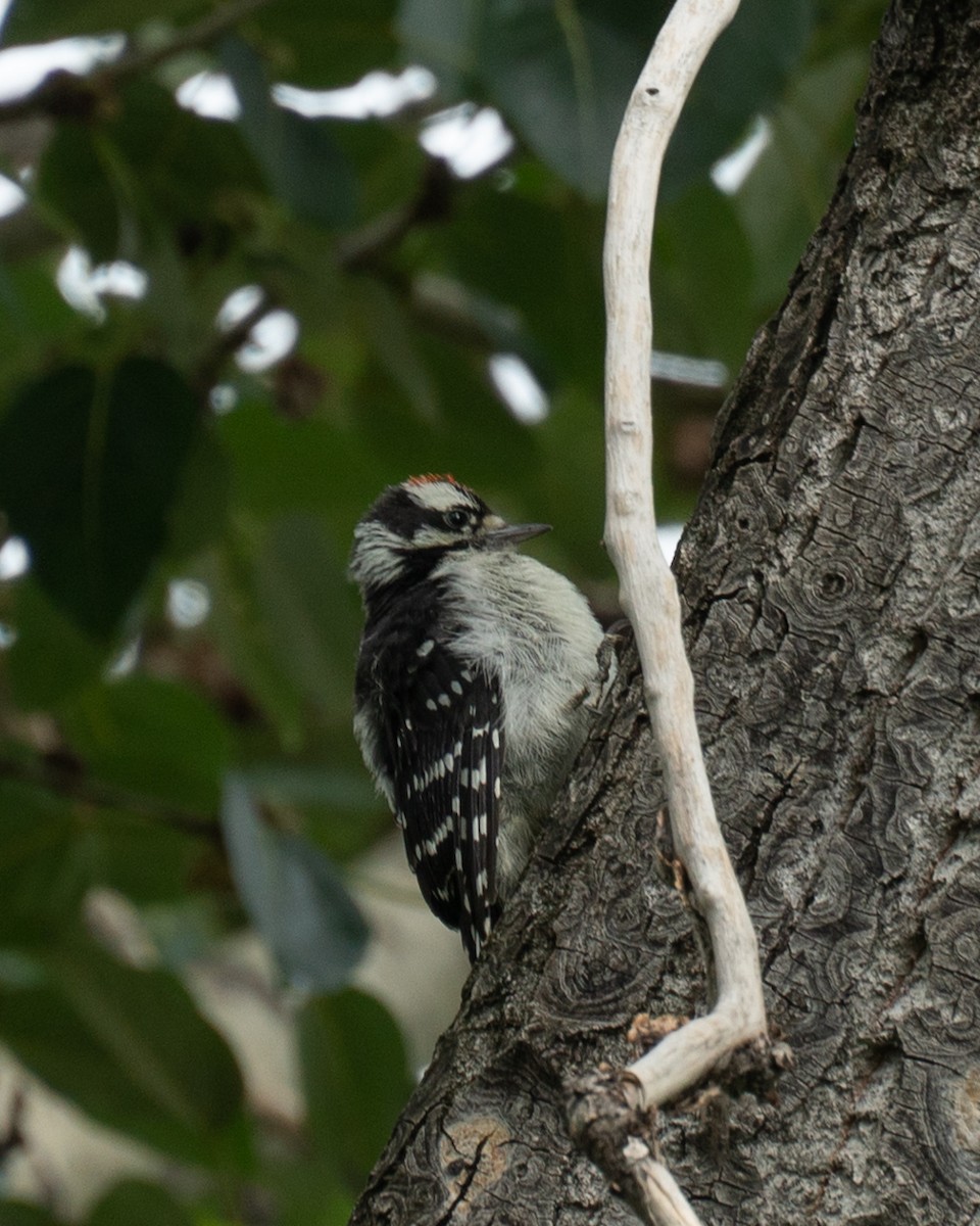 Downy/Hairy Woodpecker - ML645785826