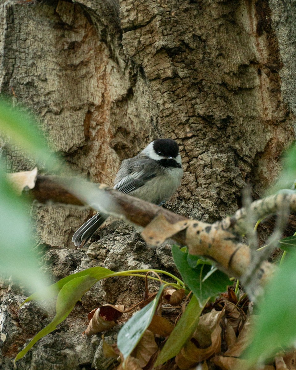 Black-capped Chickadee - ML645785832