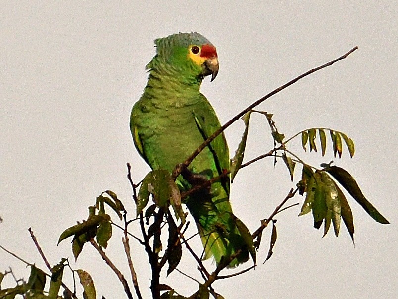 Red-lored Amazon - ML645785833