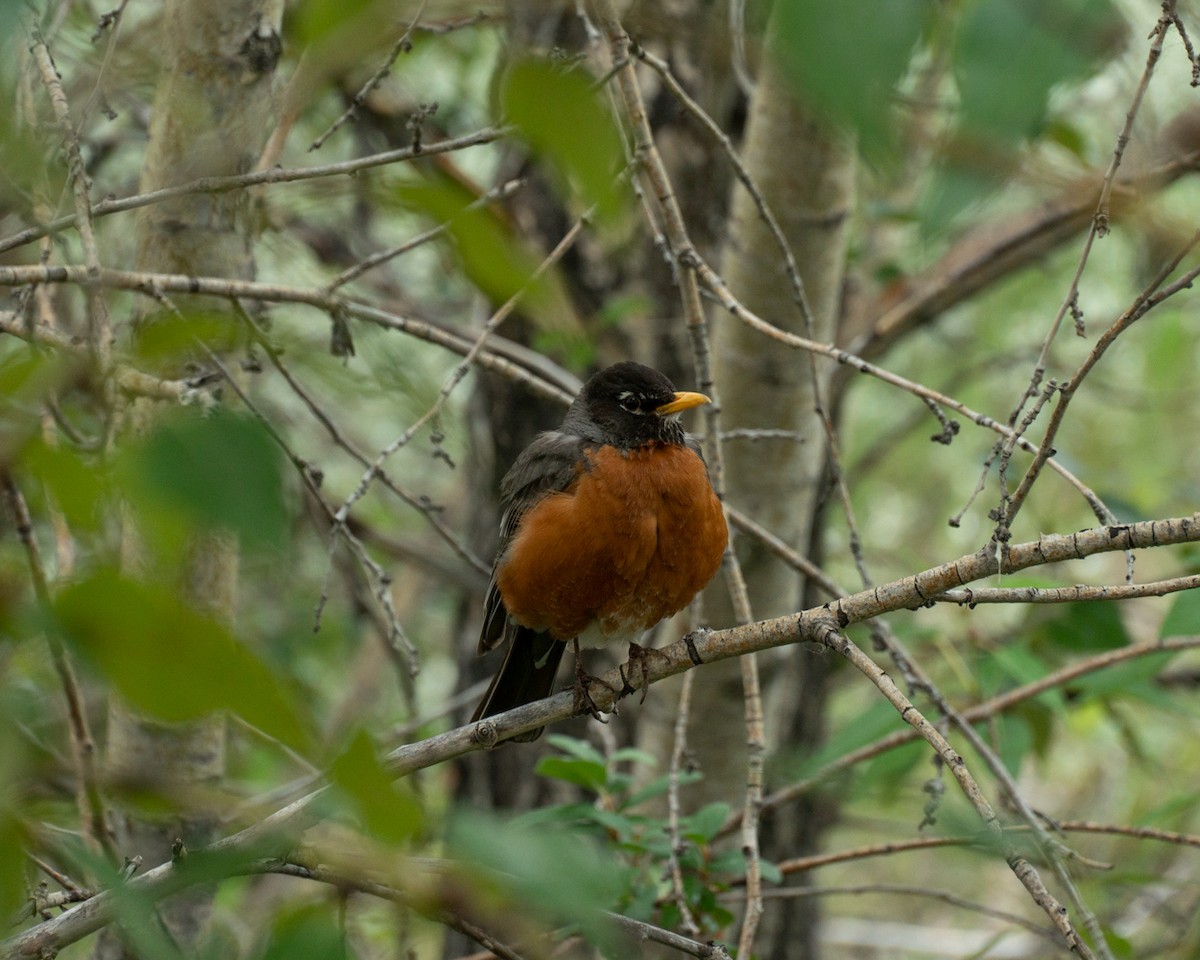 American Robin - ML645785843