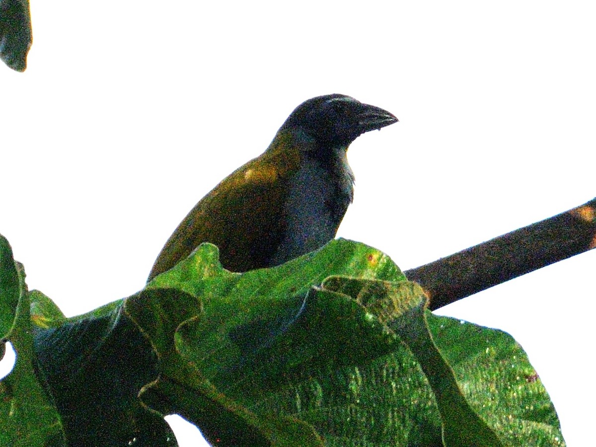 Black-headed Saltator - ML645785844