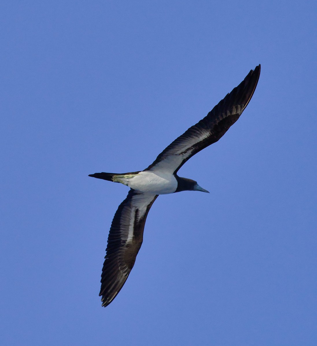 Cocos Booby - ML645785845