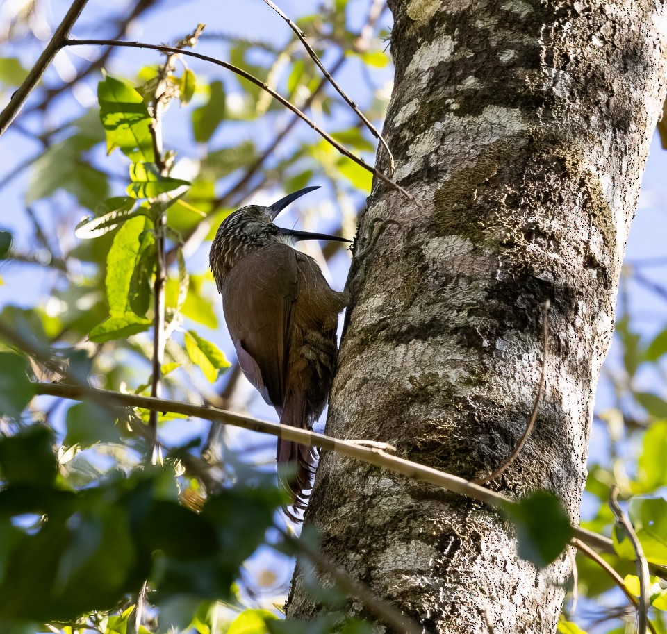 White-throated Woodcreeper - ML645785858