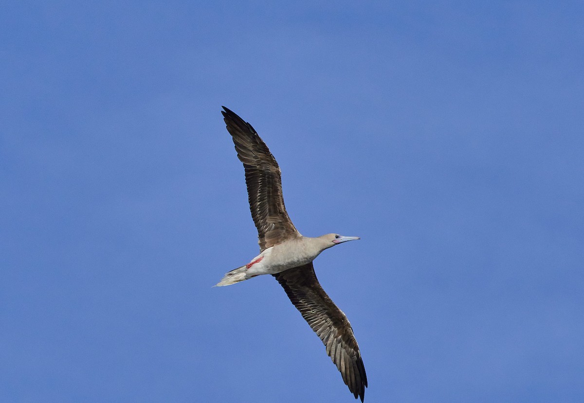 Red-footed Booby - ML645785859