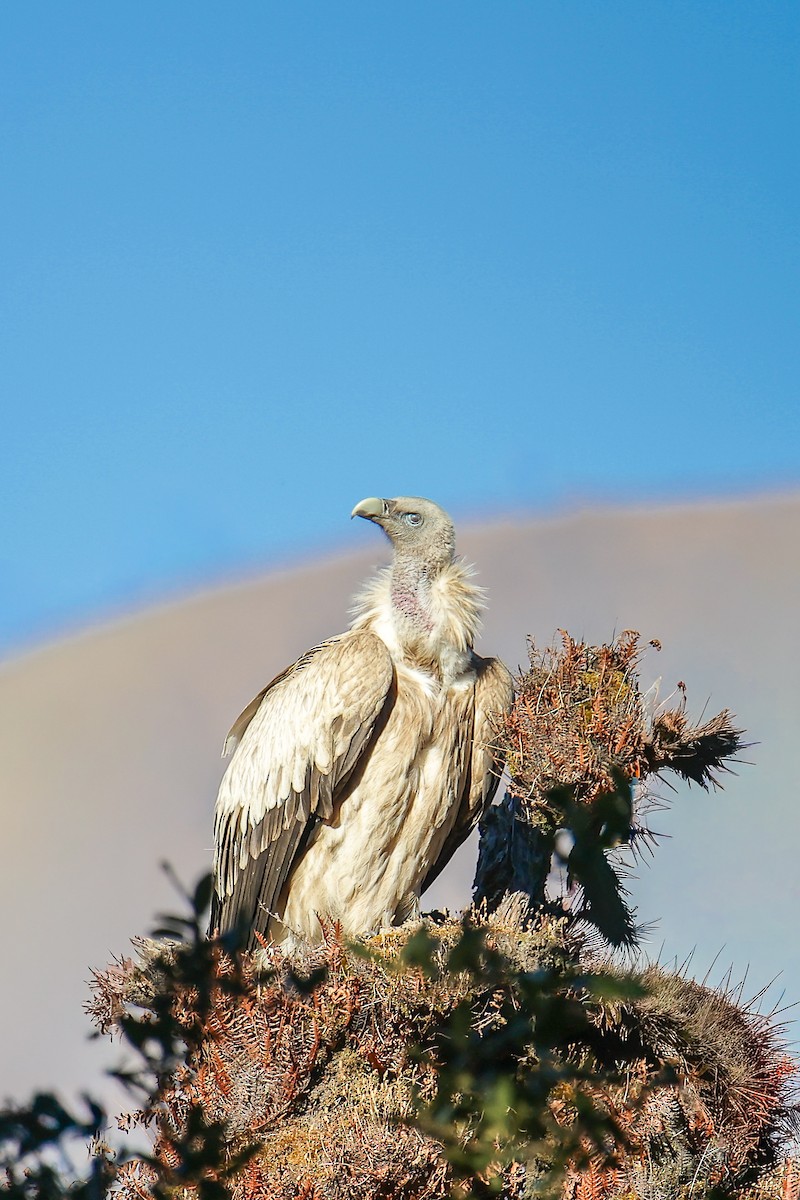 Schneegeier - ML645785863