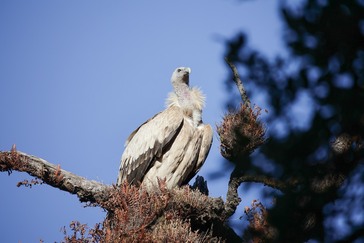 Schneegeier - ML645785865