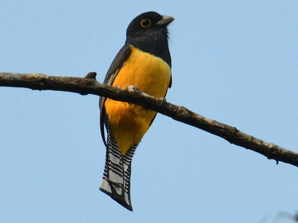 Gartered Violaceous Trogon - ML645785869