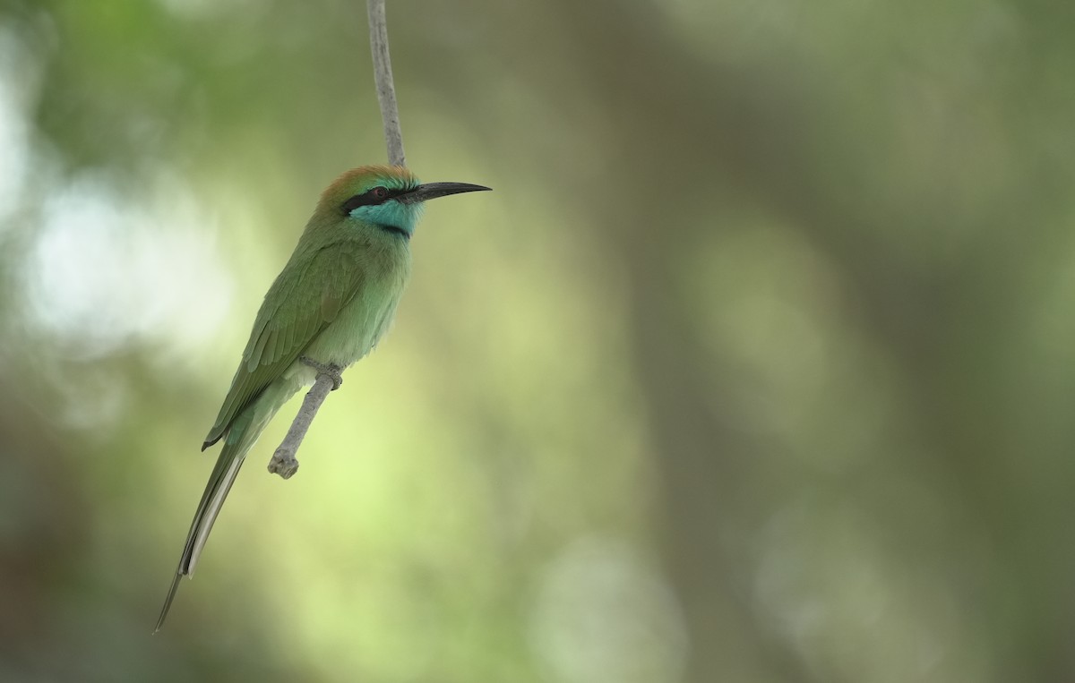 Arabian Green Bee-eater - ML645785870