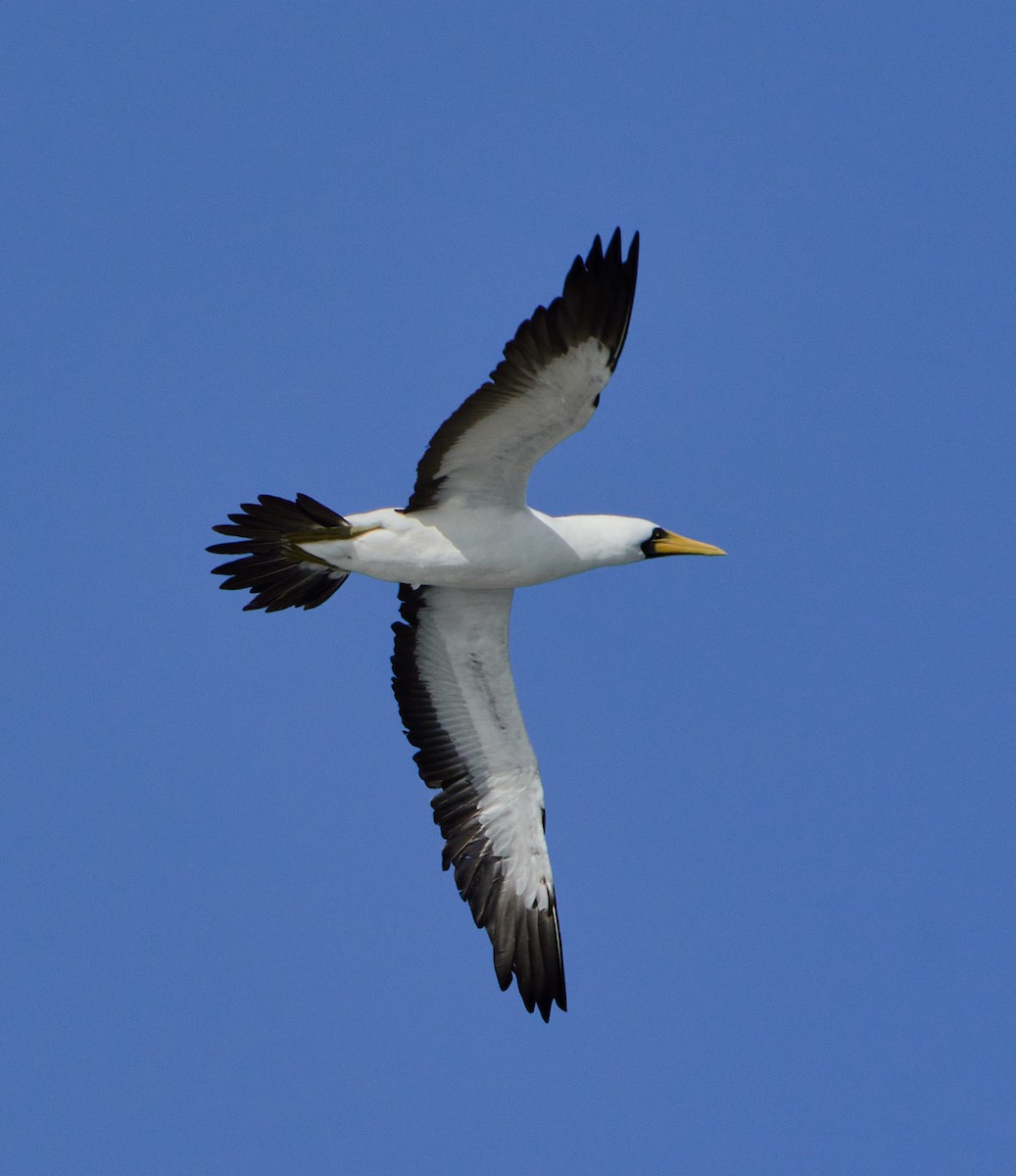 Masked Booby - ML645785880