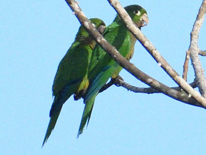 Olive-throated Parakeet - ML645785883