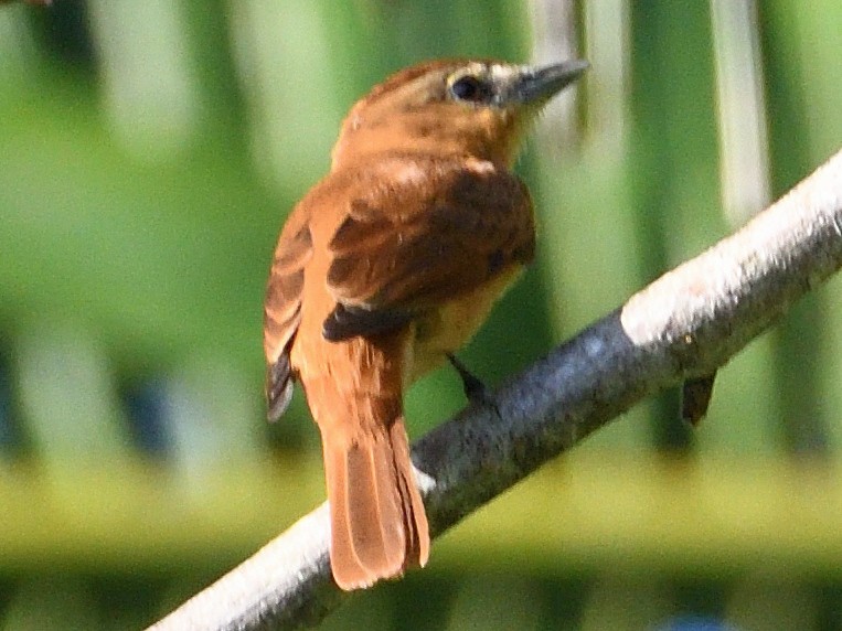 Cinnamon Becard - ML645785887