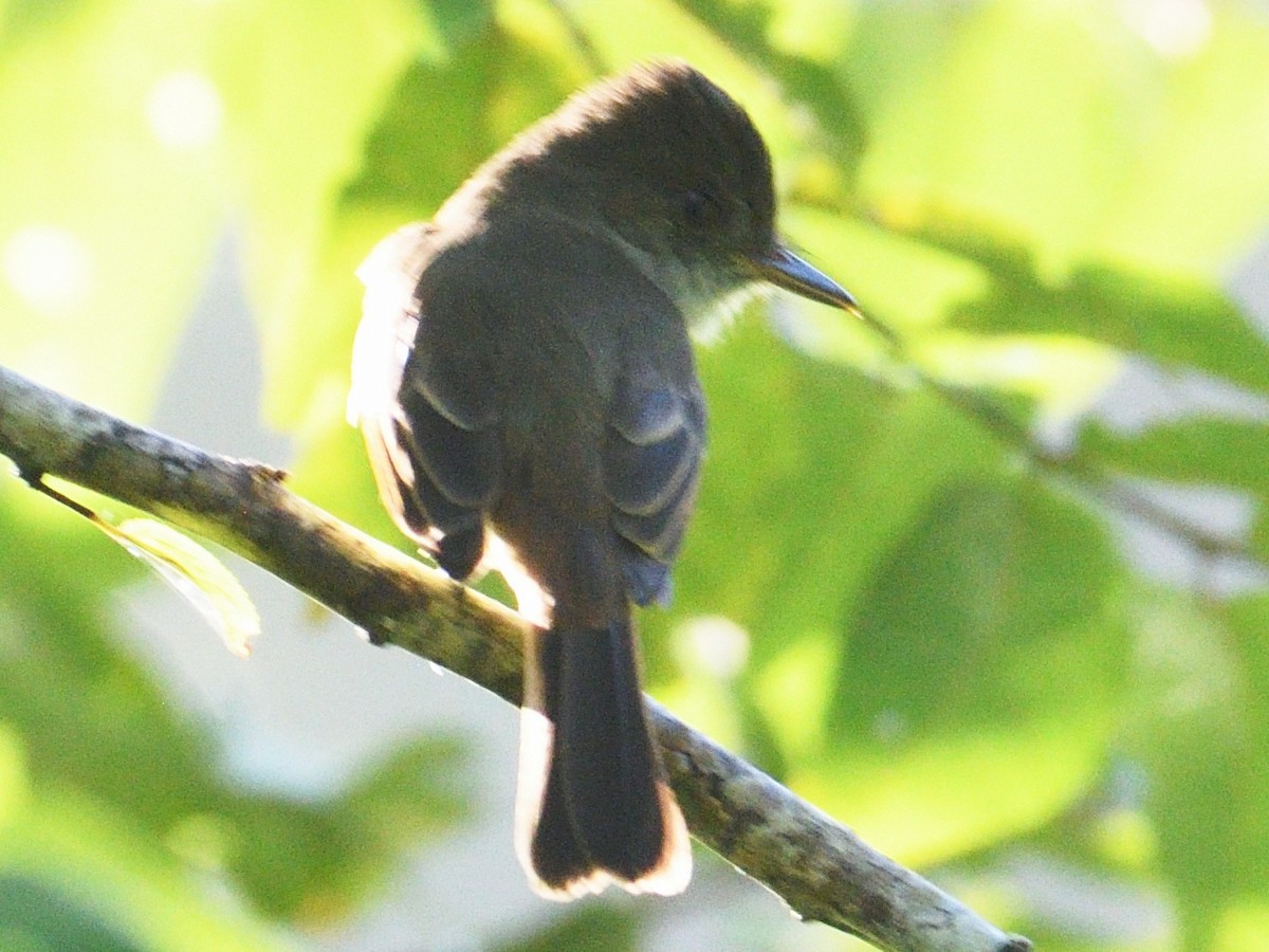 Dusky-capped Flycatcher - ML645785893