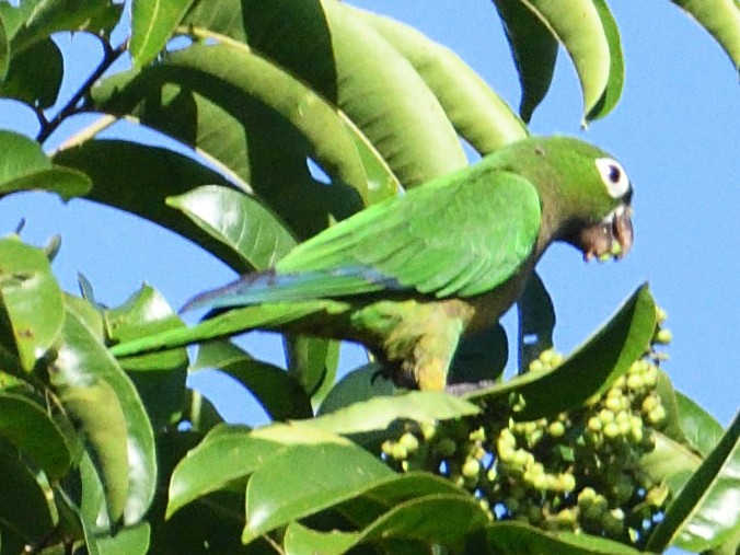 Olive-throated Parakeet - ML645785899