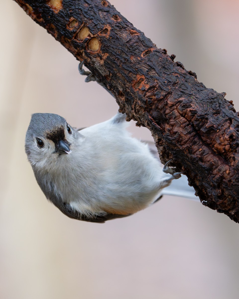 エボシガラ - ML645785910