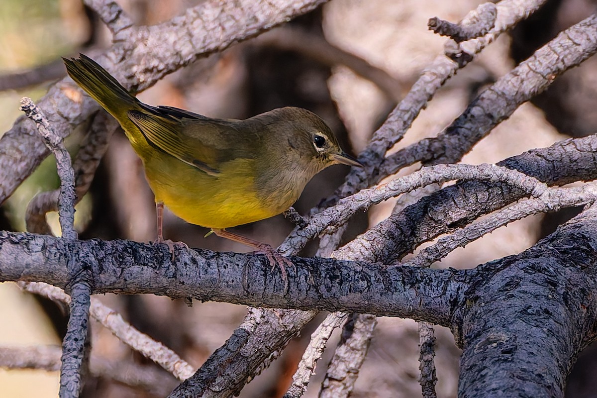 MacGillivray's Warbler - ML645785912