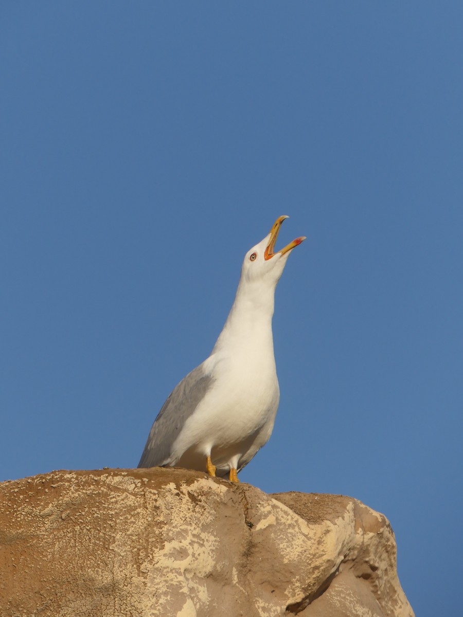 Yellow-legged Gull - ML645785926
