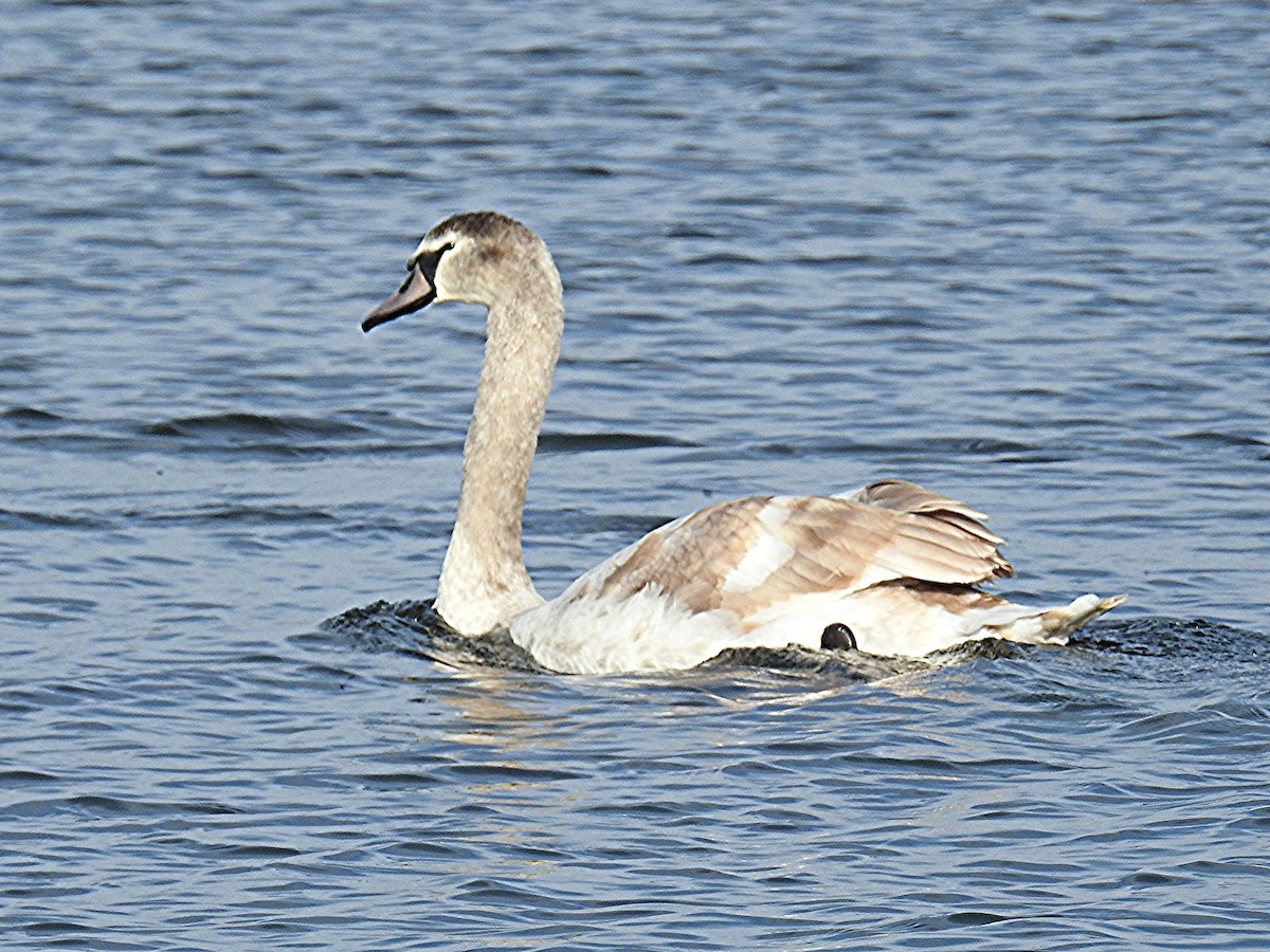 Mute Swan - ML645785927