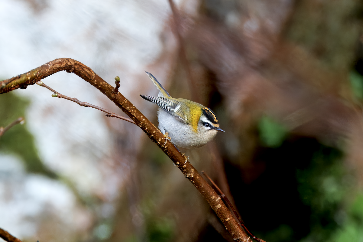 Common Firecrest - ML645785931