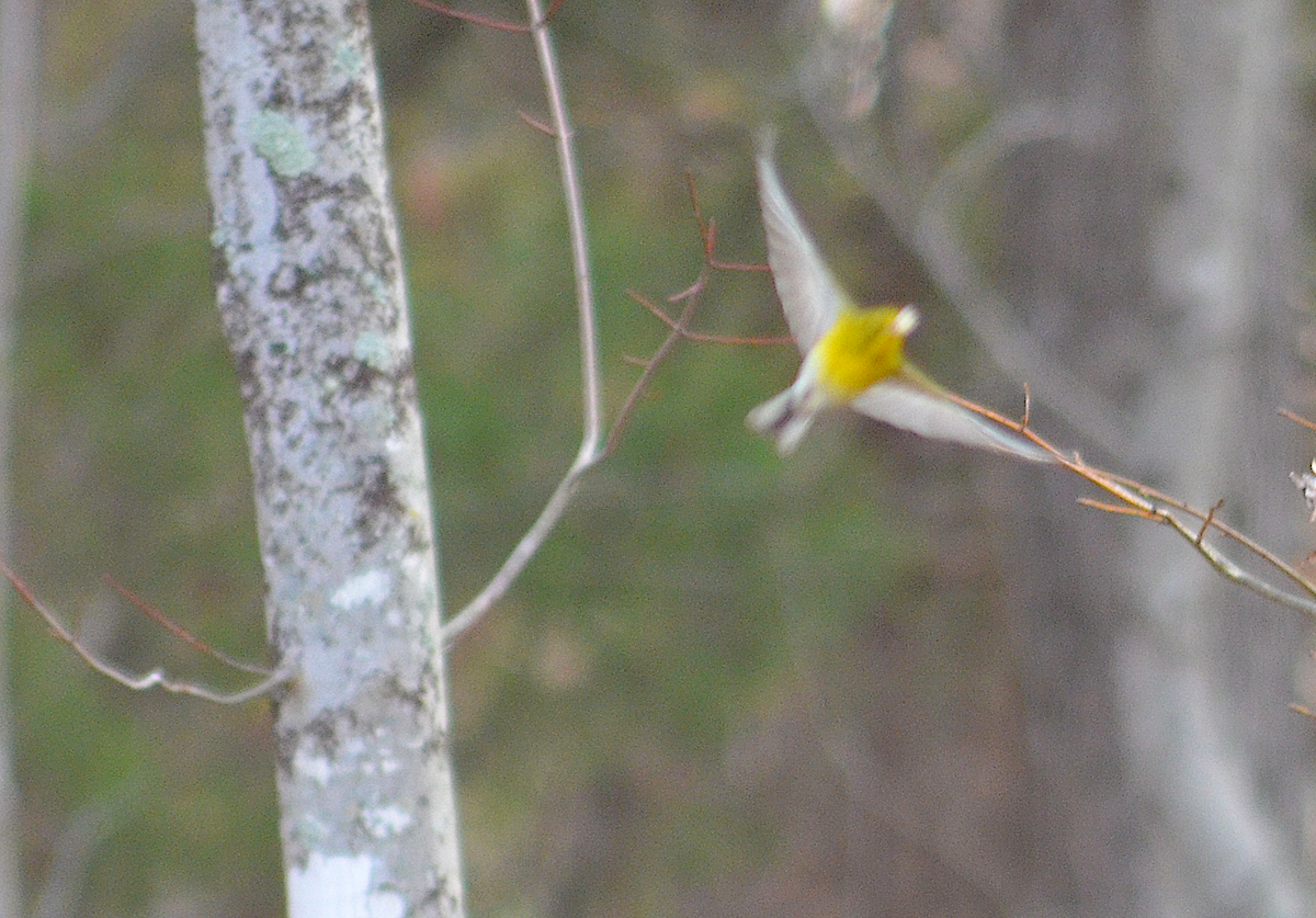 סבכון אורנים - ML645785936