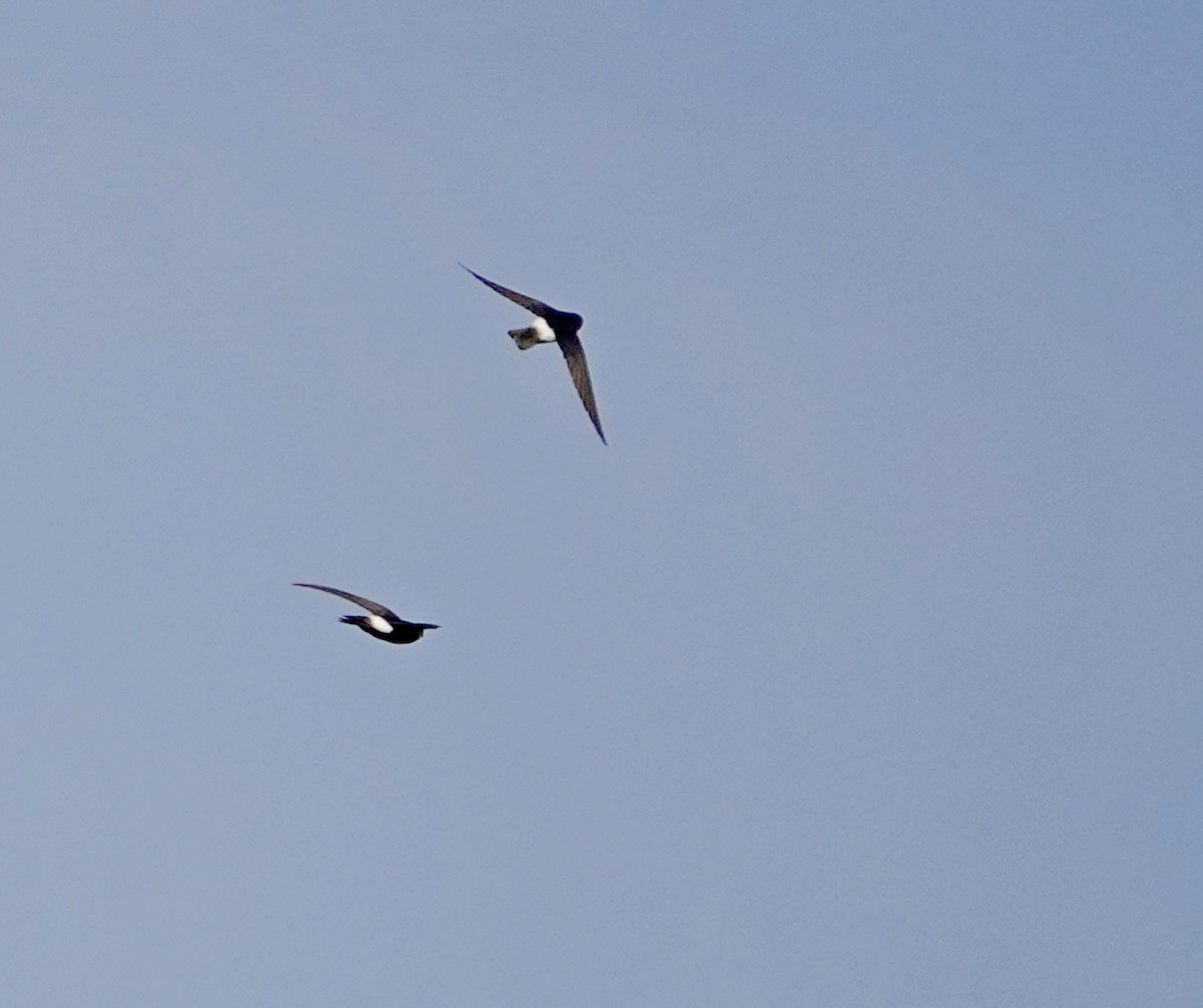 Little Swift - ML645785938