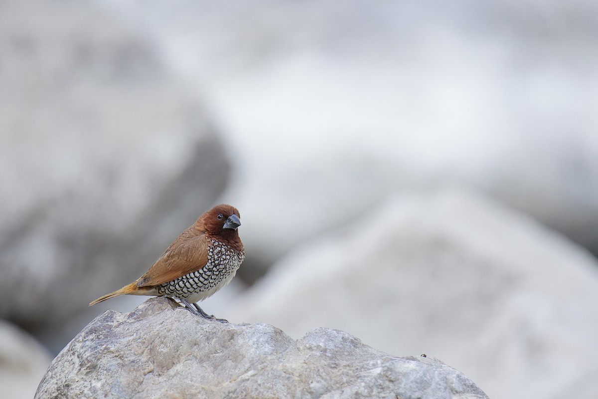 Scaly-breasted Munia - ML645785940