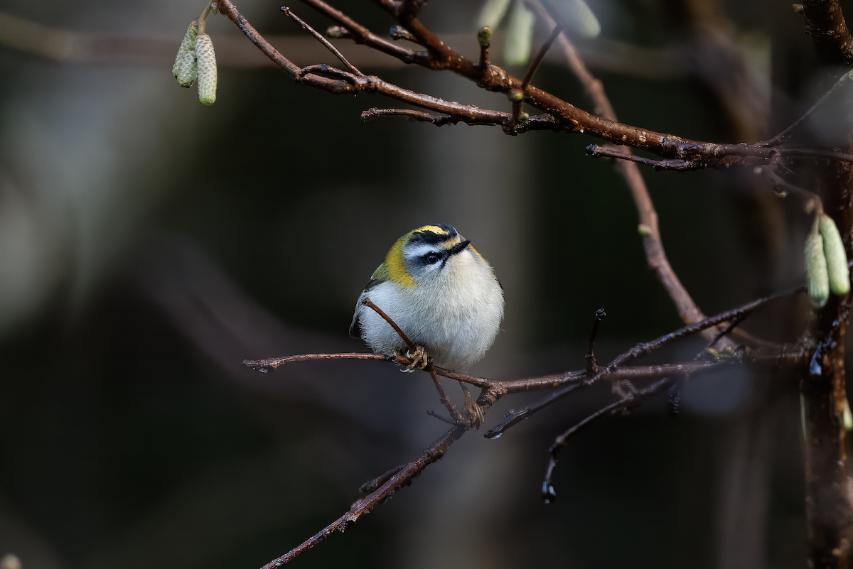 Common Firecrest - ML645785958