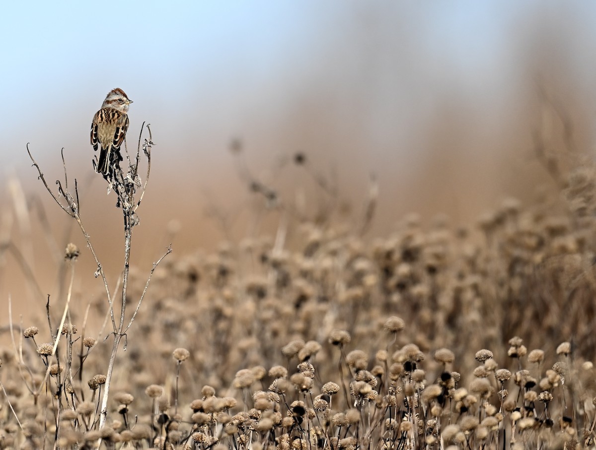 American Tree Sparrow - ML645785982