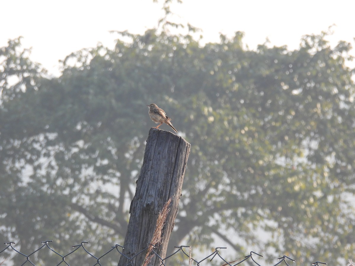 Ave sp. - ML645785995