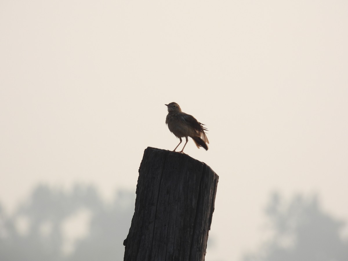 Ave sp. - ML645785997