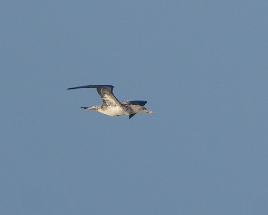 Northern Gannet - ML645786016