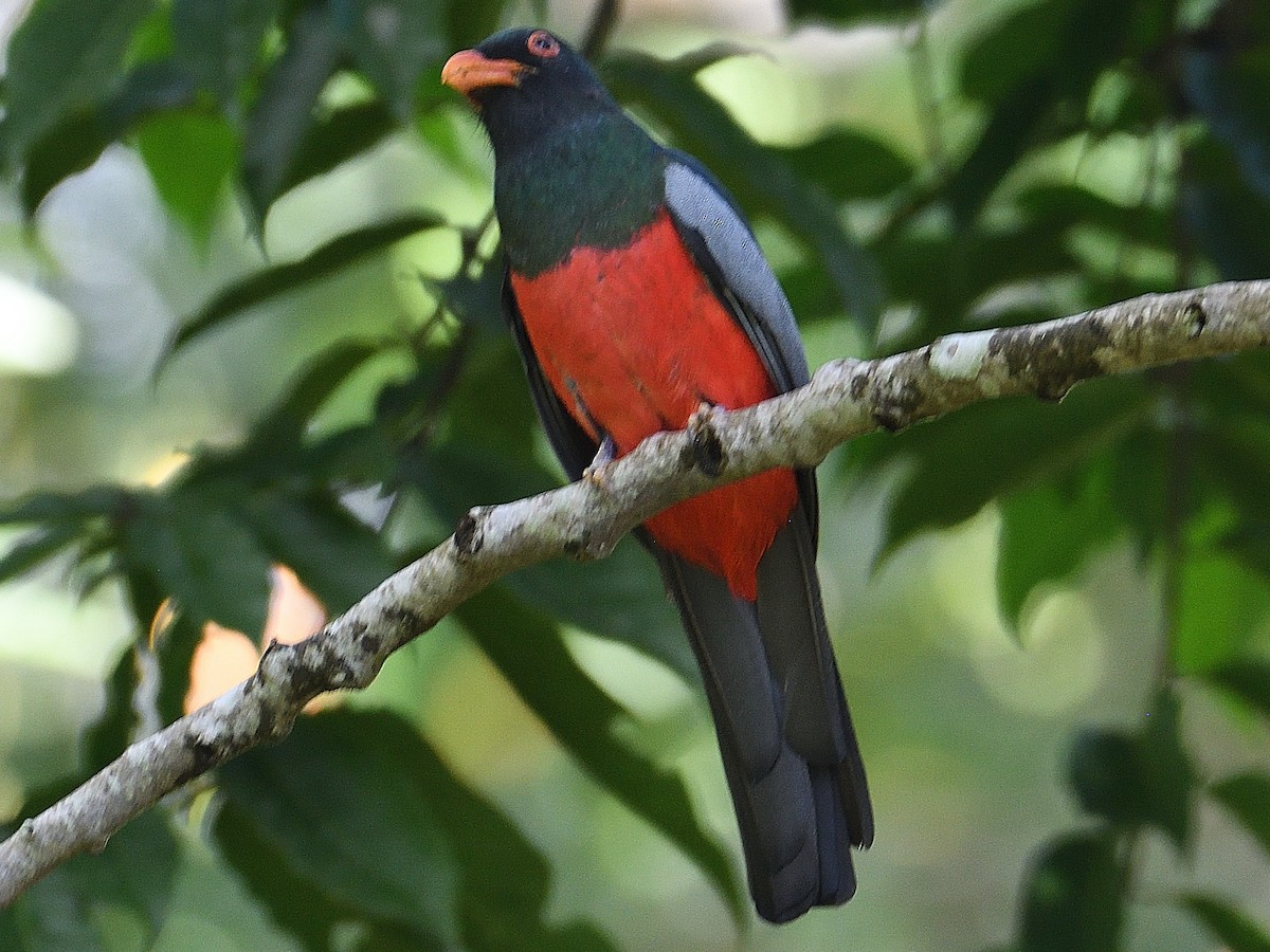 Slaty-tailed Trogon - ML645786018