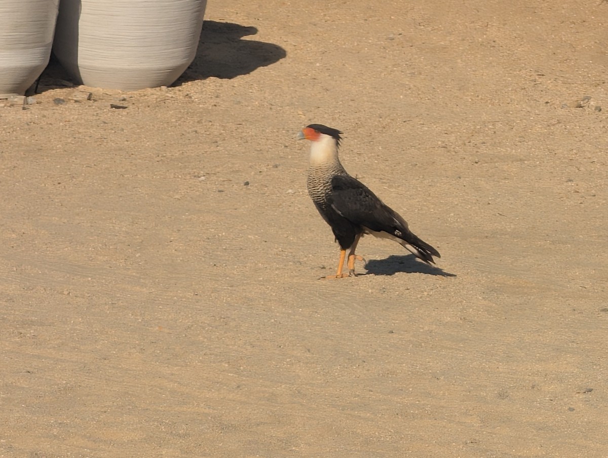 Crested Caracara (Northern) - ML645786026
