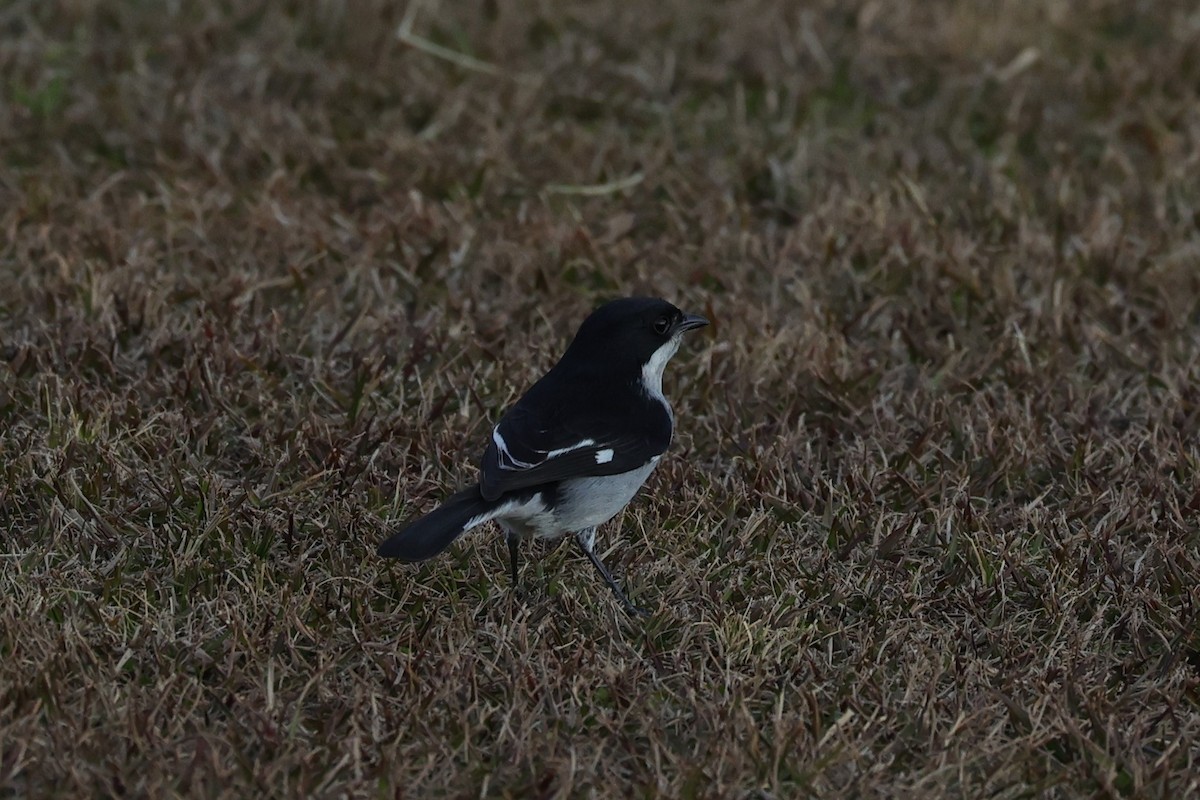Fiscal Flycatcher - ML645786032