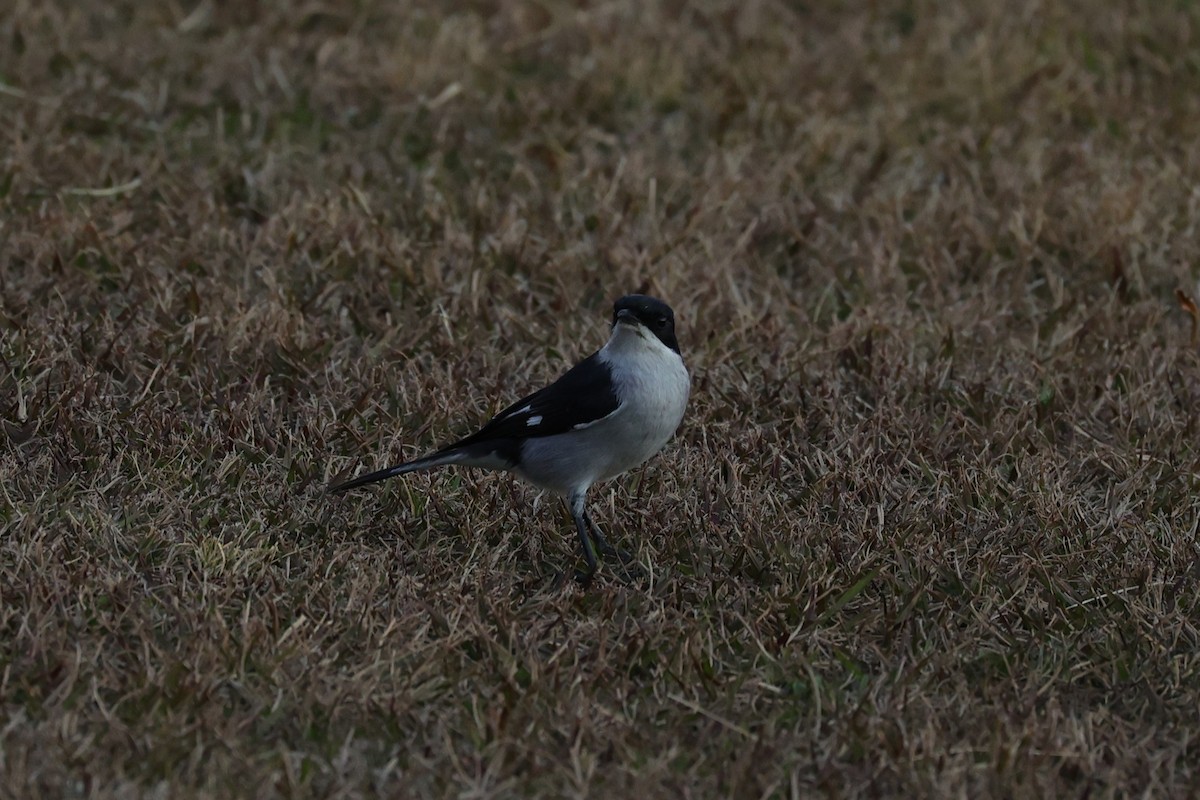Fiscal Flycatcher - ML645786035