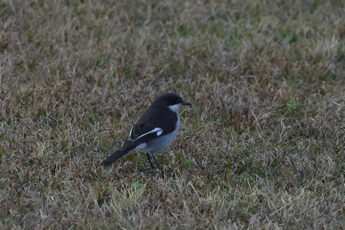 Fiscal Flycatcher - ML645786036