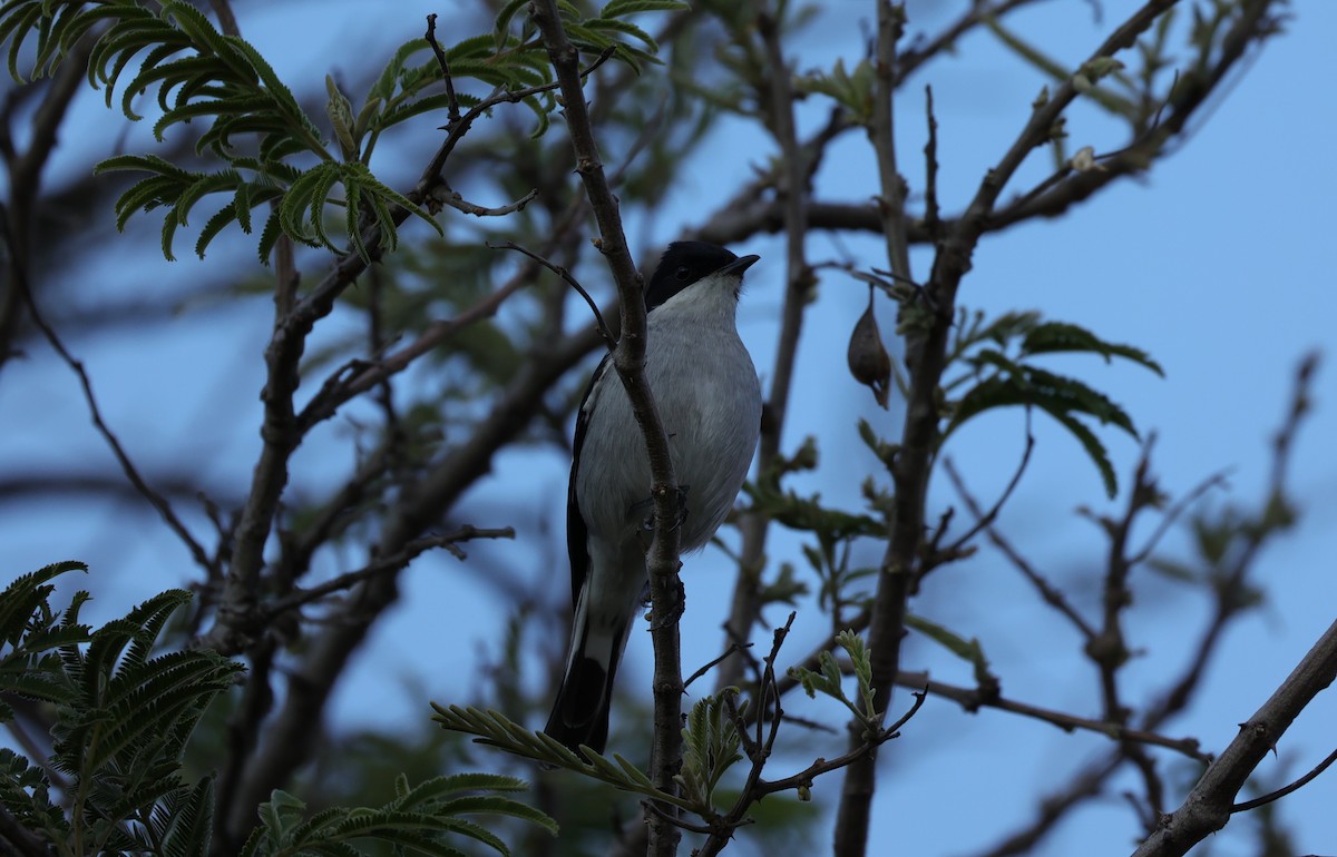 Fiscal Flycatcher - ML645786038