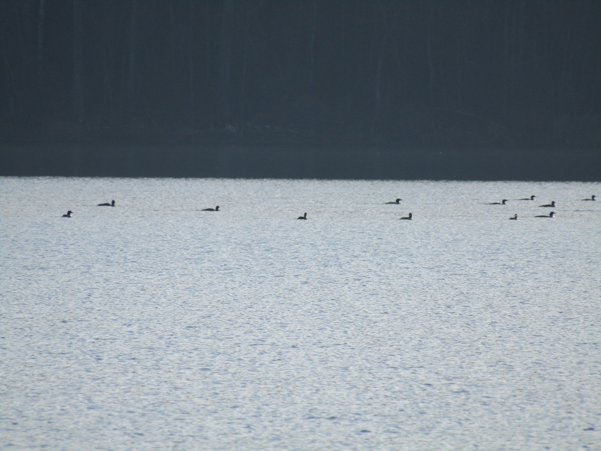 Common Merganser - ML645786045